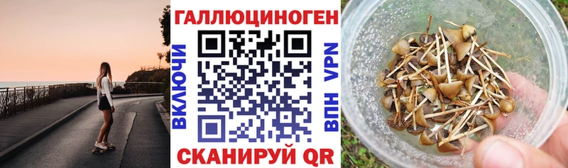 Псилоцибиновые грибы Cubensis  наркошоп  Чаплыгин 